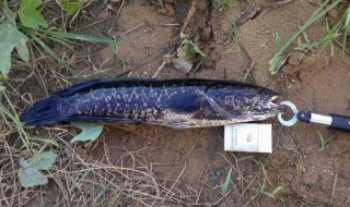 11月还能钓黑鱼吗 钓鱼技巧