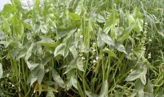 慈菇种植技术 慈菇种植技术教程