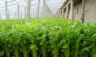 怎样种植芹菜 需要注意哪些