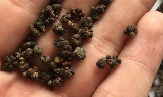 吴茱萸种子怎么播种 给大家介绍一下