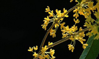 桂花籽如何种植发芽 需要做好这些步骤