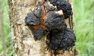 桦树茸正确煮水方法 如何用量