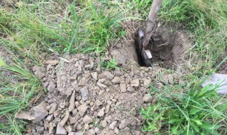 土壤板结怎么办 土壤板结如何处理