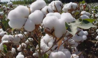 最好的棉花品种 原来品种是这样