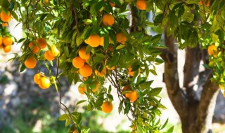 果树用什么复合肥好 怎么施肥