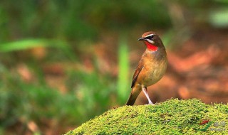 红点颏冬天吃什么水果 吃混合饲料更好