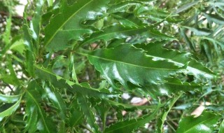 羽叶福禄桐怎么养 羽叶福禄桐的养殖方法