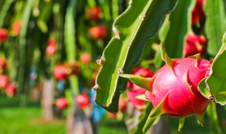 扦插火龙果几月开花 火龙果树扦插成活后多久开花