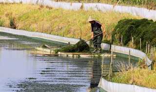蟹塘刚毛藻怎么清除 蟹塘刚毛藻如何清除