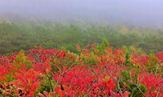 凌沟村看红叶要门票吗 凌沟村看红叶免费