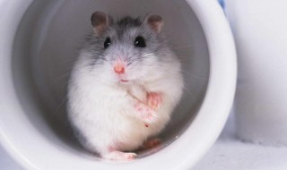 一线仓鼠怎么养 这三点必须做到
