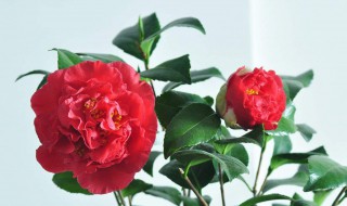 北方茶花冬天怎么养 养护措施分享给大家