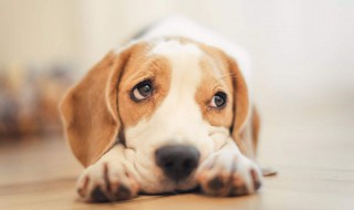 狗疼痛怎么办 来看看怎么做