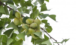 银杏果实的功效与作用 银杏的功效有哪些