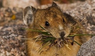 鼠疫有疫苗吗 有没有的治