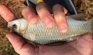 怎样用蚯蚓钓鲫鱼 如何用蚯蚓钓鲫鱼