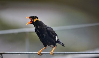 养鹩哥犯法吗 现在你知道了吗