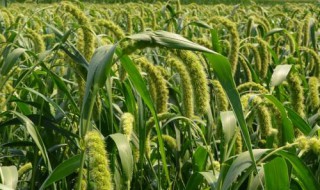 什么叫转基因粮食 基本原理是什么