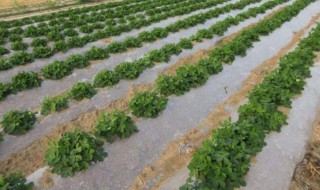 大棚蔬菜用白地膜好还是黑地膜好 了解清楚