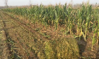 捆玉米技巧 学会了吗