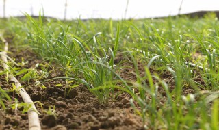 韭菜育苗方法 每一步都不可少
