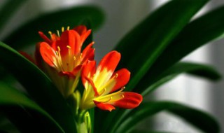 在花店怎么挑君子兰 掌握四大要点别被骗了