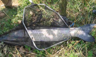 专攻青鱼饵料配方 钓鱼达人