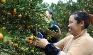 怎样嫁接桔子树 有什么方法