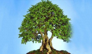 摇钱树怎么修剪 不同生长期的剪裁技巧