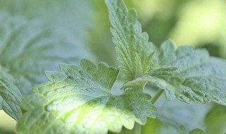 猫薄荷的种植方法 猫薄荷的种植小技巧