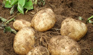 马铃薯怎么种 一起来看看吧