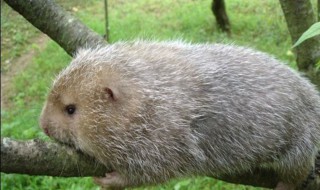 竹鼠养殖经验 快来看看吧