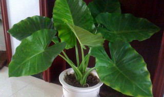 滴水观音不宜放在哪里 这两点禁忌要清楚