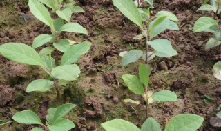 银杏树扦插方法 银杏树如何扦插