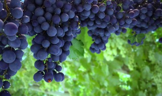 葡萄树如何剪枝 五招教你轻松搞定