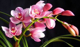 大花蕙兰的寿命 大花蕙兰能活多长时间