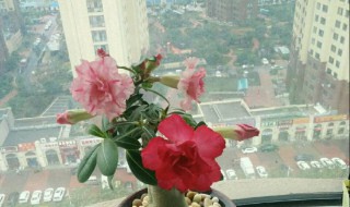 沙漠玫瑰怎么嫁接 沙漠玫瑰嫁接方法