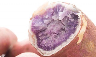 从化番薯节地址 从化番薯美食节