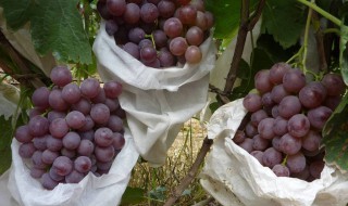 葡萄如何套袋 怎样给葡萄套袋