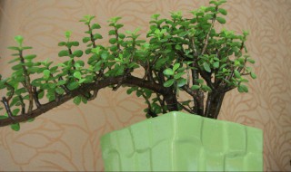 金枝玉叶忌讳 金枝玉叶摆放禁忌