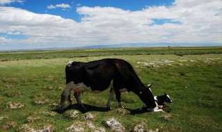 奶牛怎么生小牛 奶牛是如何生小牛的