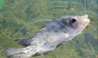 钓罗非饵料怎么配 让你一次钓个够