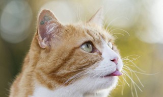 猫呕吐会自愈吗 有什么症状