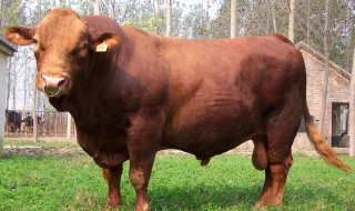 牛一般长多长 你了解过吗