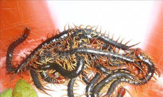 蜈蚣虫有毒吗 下面为大家揭晓