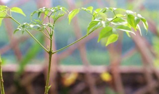 幸福树黄叶怎么办 需要具体问题具体分析