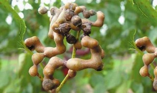 梨爪子泡酒功效 科普一下