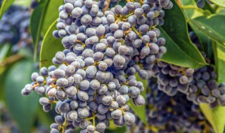 女贞子装枕头有禁忌吗 脾胃虚寒的患者不建议使用