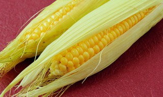 玉米面含糖量多少 生活常识告诉你