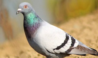 鸽子能活多少年 四大方法鉴别